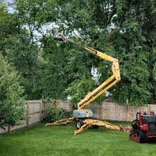 Professional Tree Services in Park Hill, OK