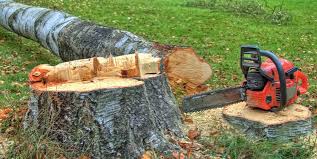 How Our Tree Care Process Works  in  Park Hill, OK