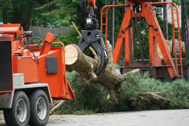 Best Stump Grinding and Removal  in Park Hill, OK