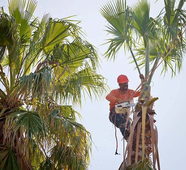 Best Emergency Tree Removal  in Park Hill, OK